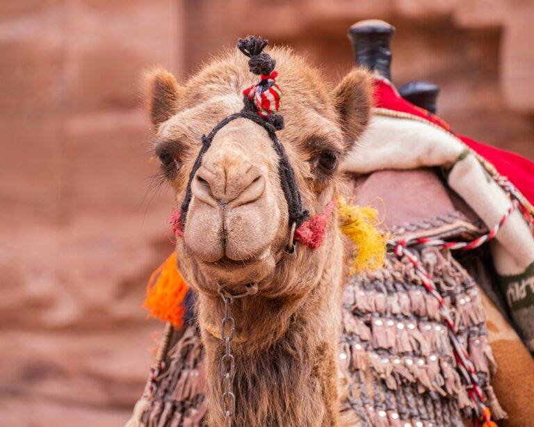Destination Weddings: Planning Your Dream Ceremony in Exotic Locations