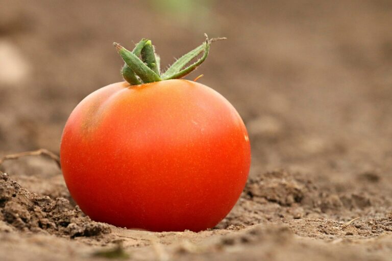 Understanding the Benefits of Therapeutic Horticulture in Health